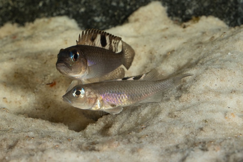 Lamprologus kungweensis 'Burton Bay'